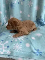 processed/3d118f1e-c57b-4a4f-9081-5d22e6b53f67/listing/ef69072b-bfca-46cc-b713-b45ec3718c97/f76e3640-0df8-4a2b-8085-868b512b155e