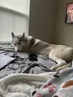 Dakota, a female Siberian Husky for sale in Angier, NC – 7 of 8