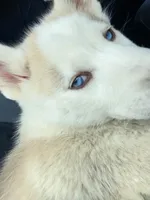 Dakota, a female Siberian Husky for sale in Angier, NC – 4 of 8