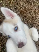 Dakota, a female Siberian Husky for sale in Angier, NC – 1 of 8