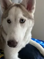 Dakota, a female Siberian Husky for sale in Angier, NC – 8 of 8