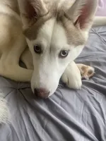 Dakota, a female Siberian Husky for sale in Angier, NC – 6 of 8