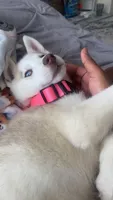Dakota, a female Siberian Husky for sale in Angier, NC – 3 of 8