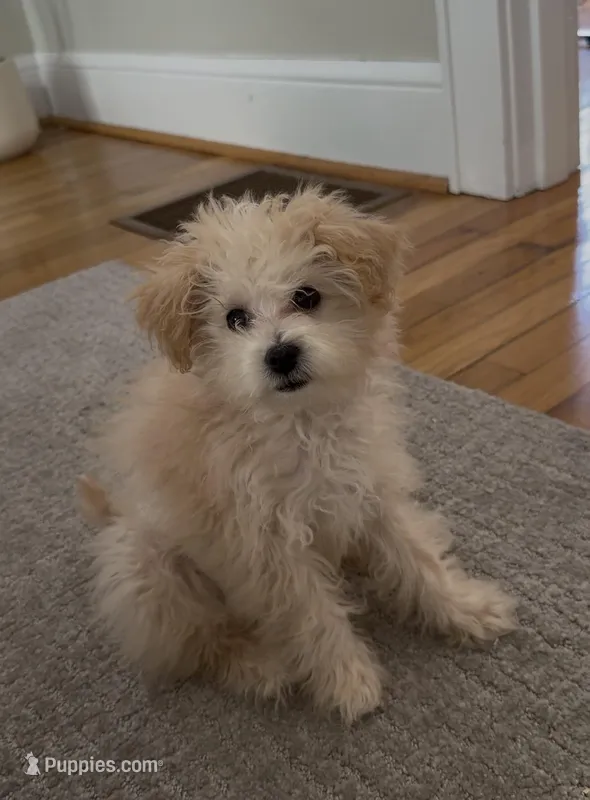 Mochi  – Maltipoo puppy for sale in Knoxville, TN