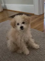 Mochi , a female Maltipoo for sale in Knoxville, TN – Photo 1 of 5