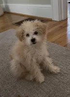 Mochi , a female Maltipoo for sale in Knoxville, TN – Photo 2 of 5