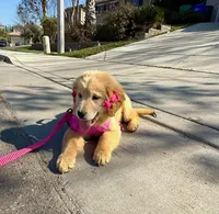 Peaches , a female Golden Retriever for sale in Visalia, CA – Photo 8 of 9