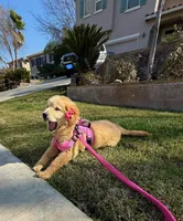 Peaches , a female Golden Retriever for sale in Visalia, CA – Photo 7 of 9