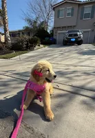 Peaches , a female Golden Retriever for sale in Visalia, CA – Photo 9 of 9