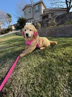 Peaches , a female Golden Retriever for sale in Visalia, CA – Photo 2 of 9