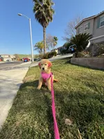 Peaches , a female Golden Retriever for sale in Visalia, CA – Photo 3 of 9
