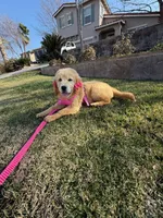Peaches , a female Golden Retriever for sale in Visalia, CA – Photo 4 of 9