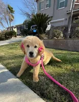 Peaches , a female Golden Retriever for sale in Visalia, CA – Photo 5 of 9