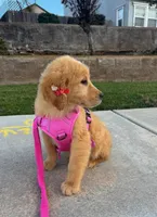 Stella, a female Golden Retriever for sale in Visalia, CA – Photo 3 of 3