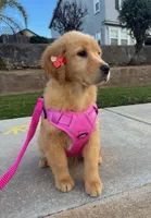 Stella, a female Golden Retriever for sale in Visalia, CA – Photo 1 of 3