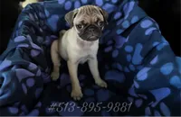 Lilly, a female Pug for sale in Cincinnati, OH – 2 of 2