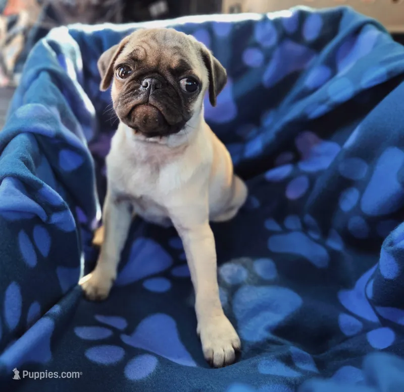 Lilly – Pug puppy for sale in Cincinnati, OH