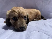 Rosalee, a female Miniature Dachshund for sale in Dayton, OH – Photo 2 of 3