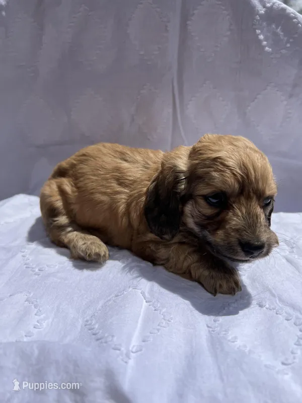 Rosalee, a female Miniature Dachshund for sale in Dayton, OH – Photo 1 of 3