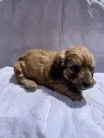 Rosalee, a female Miniature Dachshund for sale in Dayton, OH – Photo 1 of 3