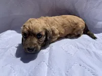 Rosalee, a female Miniature Dachshund for sale in Dayton, OH – Photo 3 of 3