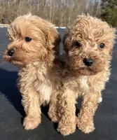 Mason, a male Miniature Goldendoodle for sale in Dayton, OH – Photo 7 of 9
