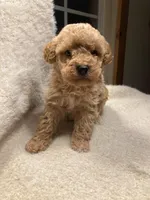 Mason, a male Miniature Goldendoodle for sale in Dayton, OH – Photo 2 of 9