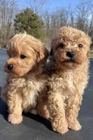 Mason, a male Miniature Goldendoodle for sale in Dayton, OH – Photo 5 of 9