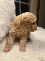 Mason, a male Miniature Goldendoodle for sale in Dayton, OH – Photo 3 of 9