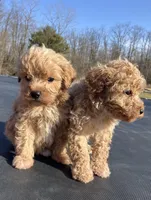 Mason, a male Miniature Goldendoodle for sale in Dayton, OH – Photo 6 of 9
