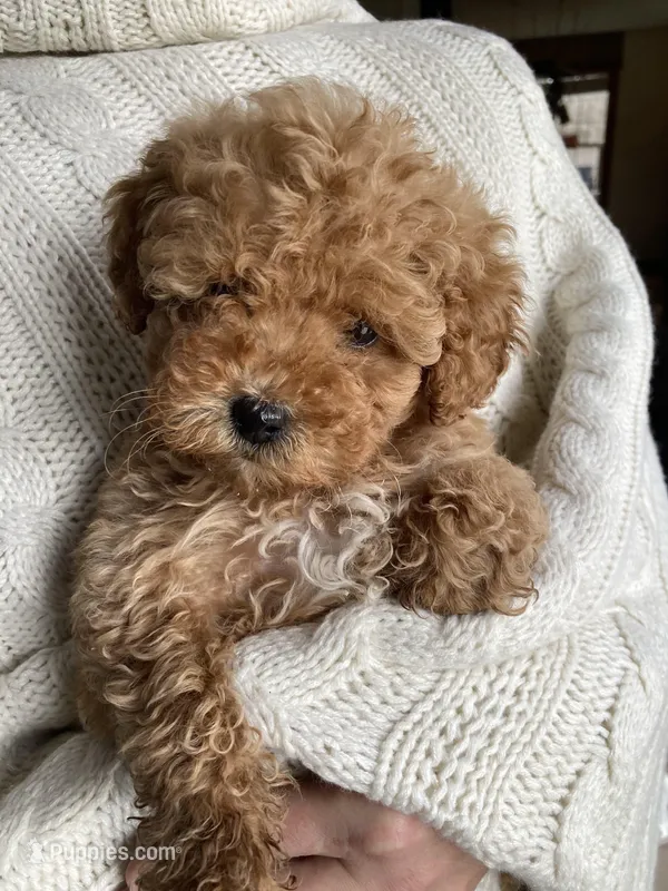 Ginger – Miniature Goldendoodle puppy for sale in Dayton, OH