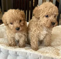 Mason, a male Miniature Goldendoodle for sale in Dayton, OH – Photo 4 of 9