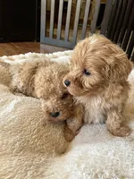 Mason, a male Miniature Goldendoodle for sale in Dayton, OH – Photo 8 of 9