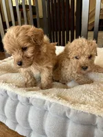 Mason, a male Miniature Goldendoodle for sale in Dayton, OH – Photo 9 of 9