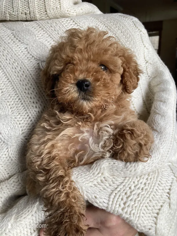 Ginger – Miniature Goldendoodle puppy for sale in Dayton, OH