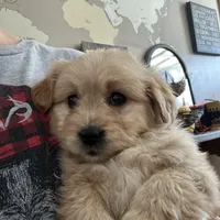 Buster, a male Miniature Goldendoodle for sale in Dayton, OH – Photo 4 of 5