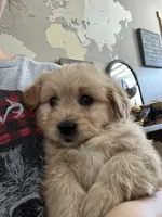 Beckley, a male Miniature Goldendoodle for sale in Dayton, OH – Photo 2 of 3