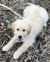 Buster, a male Miniature Goldendoodle for sale in Dayton, OH – Photo 3 of 5