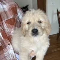 Buster, a male Miniature Goldendoodle for sale in Dayton, OH – Photo 2 of 5