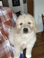 Beckley, a male Miniature Goldendoodle for sale in Dayton, OH – Photo 1 of 3