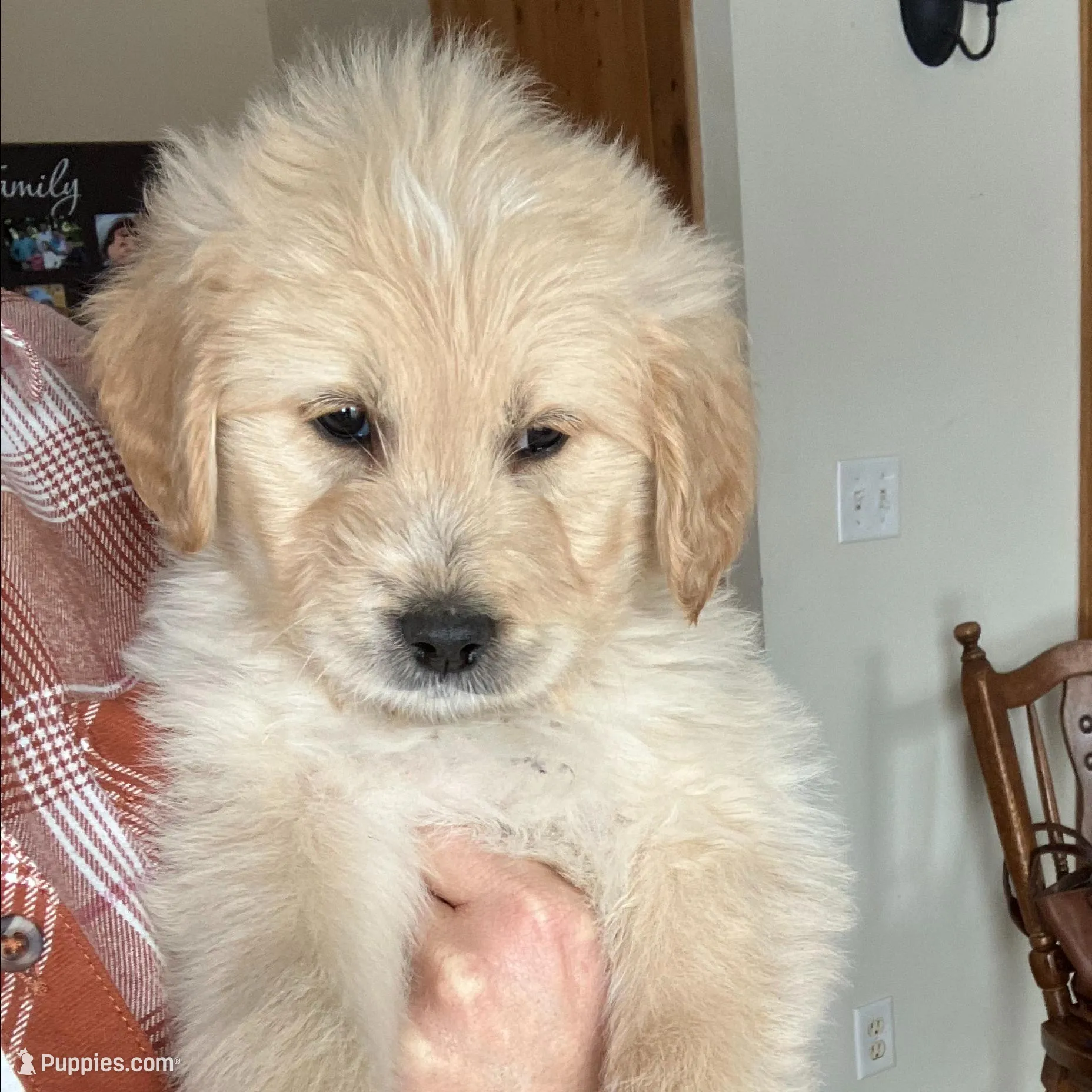 Beckley, a male Miniature Goldendoodle for sale in Dayton, OH – Photo 3 of 3
