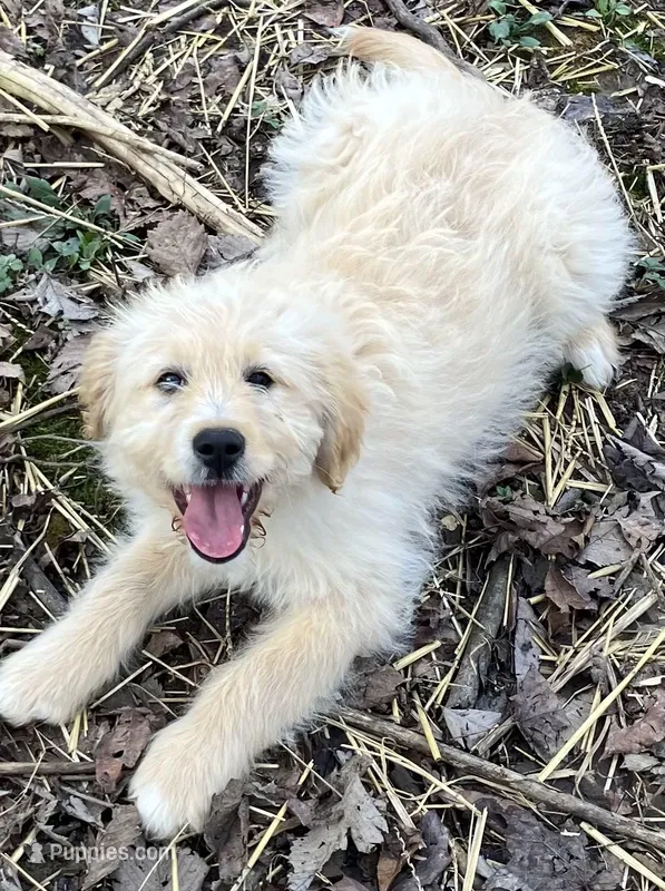 Buddy – Miniature Goldendoodle puppy for sale in Dayton, OH