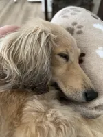 Sophie , a female Miniature Dachshund for sale in Dayton, OH – Photo 2 of 3