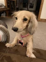 Sophie , a female Miniature Dachshund for sale in Dayton, OH – Photo 1 of 3