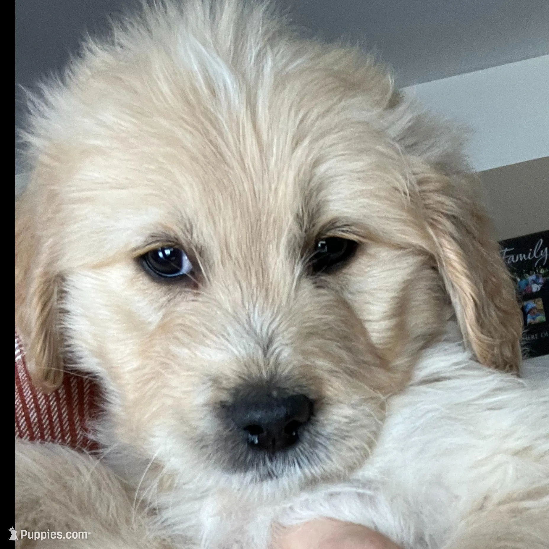 Kari, a female Miniature Goldendoodle for sale in Dayton, OH – Photo 3 of 3