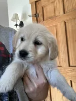 Kari, a female Miniature Goldendoodle for sale in Dayton, OH – Photo 2 of 3