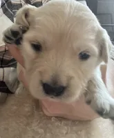 processed/3d190763-7822-40df-b188-66ad98f47a1e/listing/86557852-fe78-44ad-b0e1-e4f19264ab30/d422768c-5dc9-4ca8-89e2-a11182104371