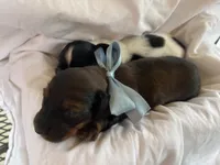 Willow, a female Miniature Dachshund for sale in Dayton, OH – 3 of 3