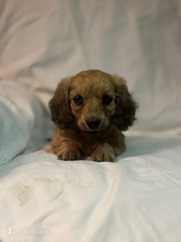 Rosalee – Miniature Dachshund puppy for sale in Dayton, OH