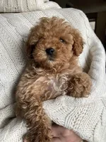 Rosie, a female Miniature Goldendoodle for sale in Dayton, OH – Photo 1 of 2